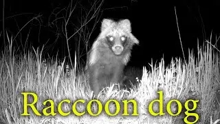 Енотовидные Собаки в разное время суток / Common raccoon dog