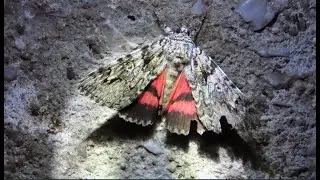 Catocala promissa, the light crimson underwing  Greece by Theo
