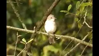 Spotted Flycatcher at Dinton Pastures, 30th Aug 2025
