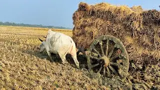 The bullock cart got stuck in the deep mud // Cow & Oxen Videos // Village Agriculture