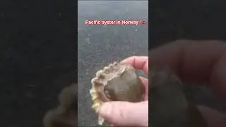 Pacific Oyster in Norway #fishing #fish #nature #lifeisbutadream #animals #seafood#viral #travel