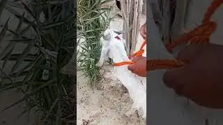 Goat neck Rope knot idea for Slaughtering on Eiduladha #eiduladha2025