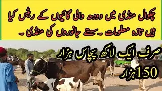 Chakwal mandi me low price cows price information. low price milking cows in Chakwal mandi.