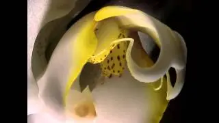 Beautiful Orchid Sunrise   with the Hirox 3D Digital Microscope KH 8700