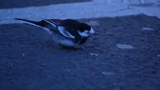 Pied wagtail roost in slow motion