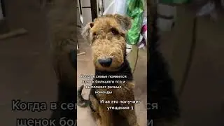 Дадим?😄 #love #me #summer #smile #семья #fun #юмор #podcast #видеоприколы ##собаки #dogs #смешные