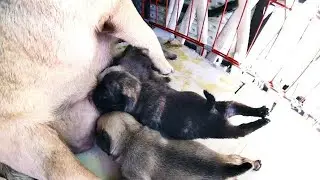 CUTE OVERLOAD [ POG PUPPIES ]  BREASTFEED