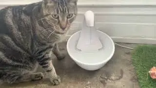 Pioneer Pet Swan Pet Drinking Fountain Review