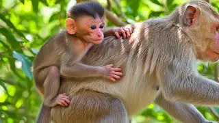 🔴 LIVE: Baby Monkey's Learning Curve: Mom's Subtle Warnings on Climbing