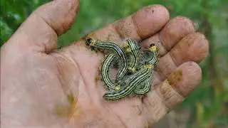 Pests on Oak Trees