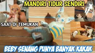 Bayi Kucing Terlantar Yang Kelaparan Dan Terpaksa Makan Dry Food Bahagia Punya Banyak Kakak 😁🥰😘