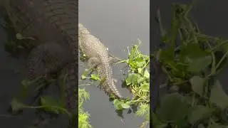 Kali Nadi m Mila crocodile