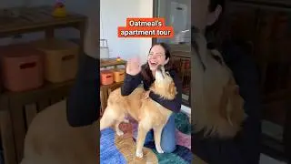can you tell that a dog lives here&hellip;? #apartmenttour #apartmentdog #housetour