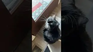 Cute cat just wants to explore nature