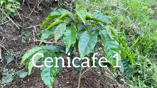 Evoluci&oacute;n del cultivo de caf&eacute;/ cenicafe 1