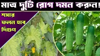 কিভাবে রোগ দমন করে শসার ফলন বাড়াবেন? জানুন সহজ কৌশল!cucumber cultivation. skrishichitro |
