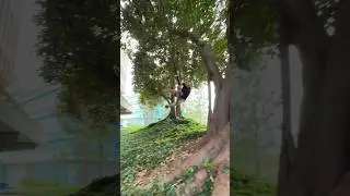 Can you swing on a vine without it breaking?