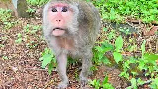Get stuck under mom hard to walk  baby monkey Shavara can't move at moment#amberfamily