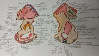 Sketch of Muscle Attachments on Right hip bone| Sketch| drawing| How to draw sketch easily?