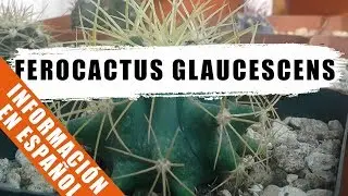 Ferocactus glaucescens - Cactus de la semana - by Desert plants