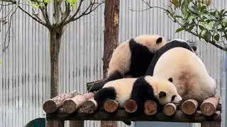 Panda Family's Sleep Time