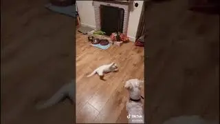 Funniest video ever . Dog and cat dance tango .🤣😋🤪
