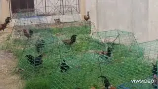 backyard gamefowl