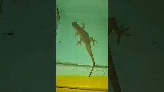 lizard video #big lizard #chhipkali video #gecko video #big lizard video #big chhipkali video#lizard