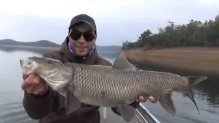 Barbeaux Comizo d'Extremadura / Barbel Comizo of Extremadura