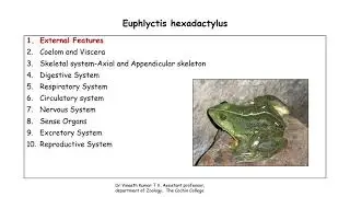 Euphlyctis hexadactylus- (external features, Coelom & Viscera)