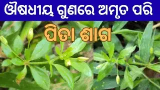 ପିତା ଶାଗ 🌿 ଶରୀର ପାଇଁ ଅମୃତ ପରି 💧The Hidden Miracle of Pita Saga (Glinus Oppositifolius)🌿 Chickweed 
