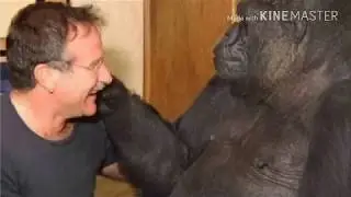 Koko the Gorilla Dies at 46