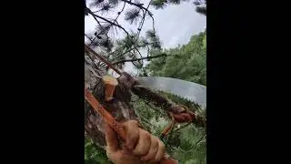 BEST TOOLS ARE SIMPLE!! #handsaw #review #rope #work #task #challenge #outdoors #view #job #boss #us