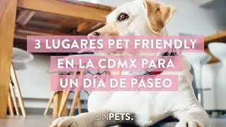 3 lugares pet friendly en la CDMX - On Pets