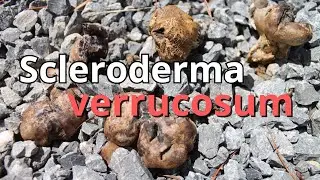 Scleroderma verrucosum | SETA DE PIEL MUY DURA