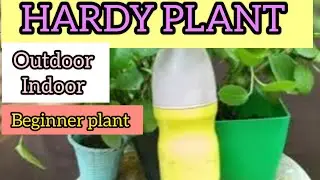 Arabian wax lvy /Cissus Rotundifolia/Indoor/Outdoor/Hardy plant for Lazy gardener 🤢 