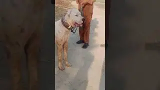 Bully dogs of pakistan #bullyshokeen #bullykutta #bullydogpakistan #bullydogs #viralshorts #pets