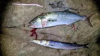 PESCA a SPINNING NOTTURNO in SCOGLIERA con SORPRESONE FINALE!!!(NEW PB!!!)