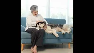 Access to Care: How the PAW Act Could Help Pets and Their People