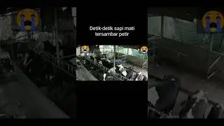Detik-detik semua Sapi mati tersambar petir #shorts #sapi #petir #tersambarpetir #hewanternak