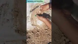 |20|07|2022 Dry plant soil crumbling