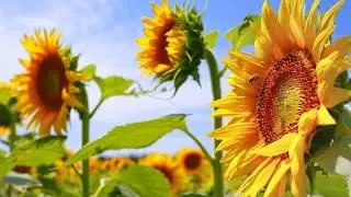 Kitchens feel the heat as Ukraine war sees the price of sunflower oil soar