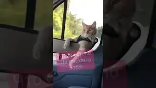СТОЛБ, #shorts #cats