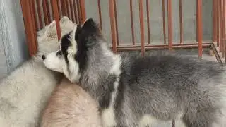 Today Topic About Dog Growth 🐕 