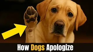How Dogs Apologize &mdash; The Secret Behavior