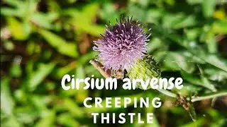 Weed,Creeping thistle, Cirsium arvense