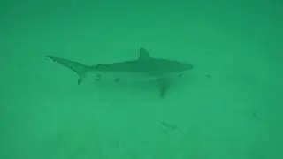 Buceo en el puerto de Male. MALDIVAS 2024
