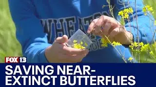 San Juan Island works to save one of the rarest butterflies in North America | FOX 13 Seattle