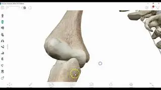 Landmarks of the Radius and Ulna 2020