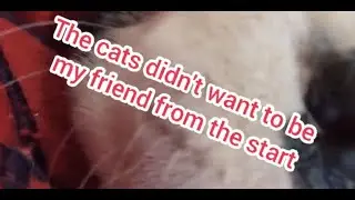 Bobby the boxer dog vs THE CATS!